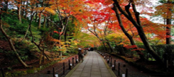 國(guó)際游學(xué)冬令營(yíng)讓我忘不了東京的景色